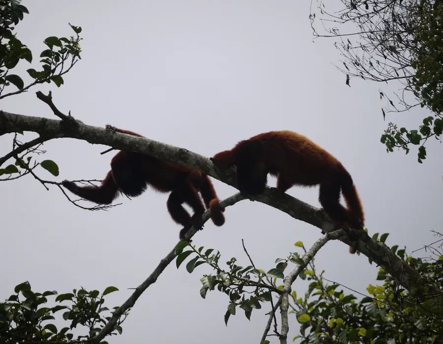 Monos